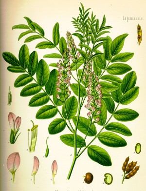 4899_meyan