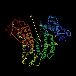 4922_albumin_warfarin_myristat