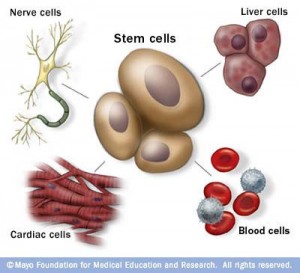 4975_stemcells
