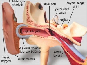 5021_kulak_anatomisi