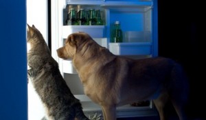 5067_dog-cat-toxic-foods