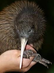 Kiwi Kuşu