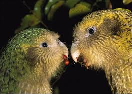 Kakapo Nedir?