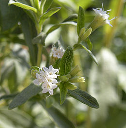5114_260px-stevia_rebaudiana_flowers