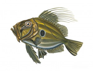 5122_john_dory_zeus_faber