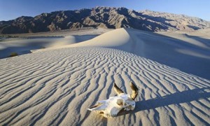 A skull on a sand dune in Death Valley, California
