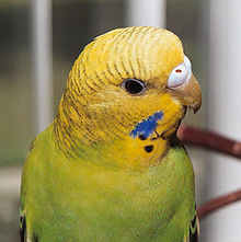 5140_220px-plumaje_de_un_perico_australiano_joven