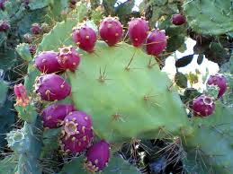 5141_prickly