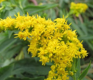 5149_goldenrod-300x258