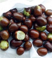 5169_bunch-of-jujubes-363x400