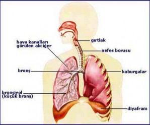 Akciğer Nedir? Yapısı Nasıldır ve Görevleri Nelerdir?