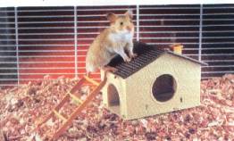 5367_pet.hamster2 (1)