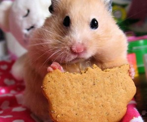 Hamster Nedir? Nelerle Beslenir? Karakteristik Özellikleri Nelerdir?
