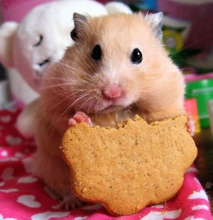 Featured image of post Gonzales Hamster Ka Y l Ya ar Gonzales hamsterlar n mr di er hamsterlarla hemen hemen ayn d r