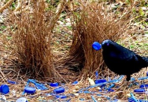 5580_bowerbird1-300x208