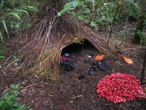 5580_vogelkop_bowerbird (1)