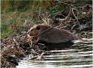 5580_web_beaver_defenders_of_wildlife
