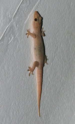 5598_hemidactylus-frenatus-1