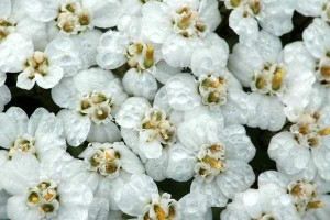 5656_achillea.millefolium