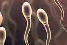 5690_sperm