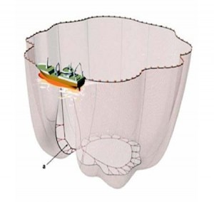 5841_3-purse-seine