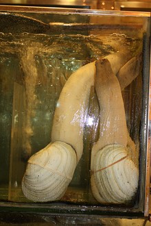 5864_220px-2009_mollusca_in_hong_kong