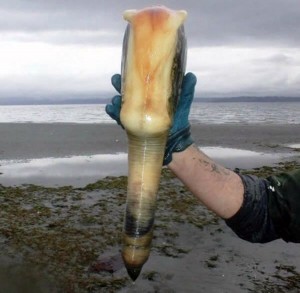 5864_geoduck-7