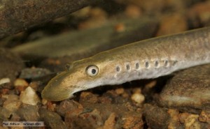 LAMPETRA PLANERI
