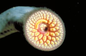 5865_lamprey_mouth
