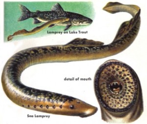 5865_sealamprey