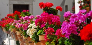 5944_cicek_sardunyalar_1_1
