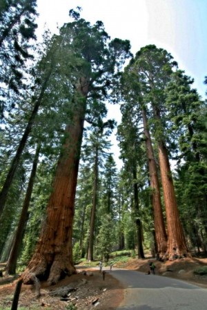 6001_yosemite_ulusal_parki_dev_sekoyalar_img_6943