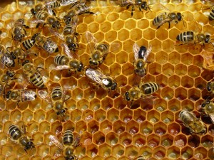 propolis-vertus