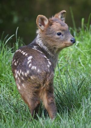 5984_l-a-baby-pudu-the-worlds-smallest-species-of-deer.