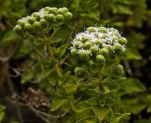 6015_kekik__bilya__izmir(origanum_onites)