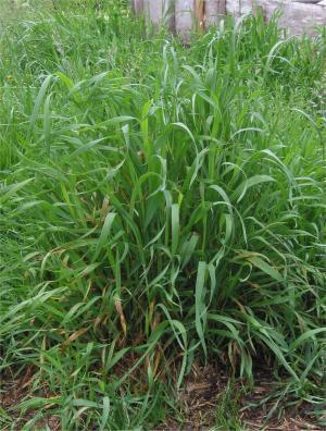 6086_kweek_elytrigia_repens