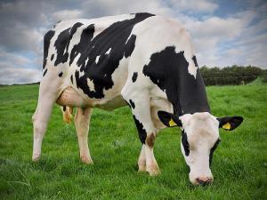 6108_holstein_inek
