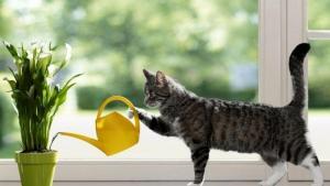 6133_cats-and-plants