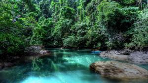 rainforest-costa-rica-trees-rocks-forest-america-s-716050