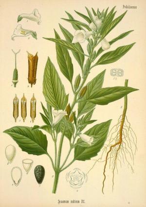 6203_sesamum_indicum_drawing