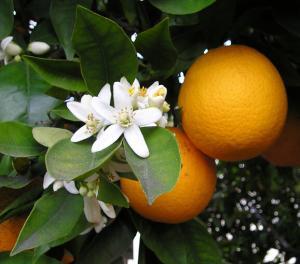 6213_orangebloss_wb