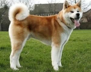 6225_akita_nu