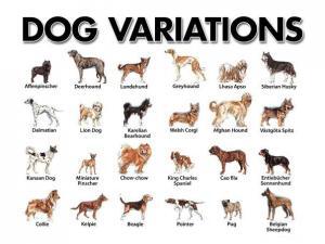 6225_dog-b