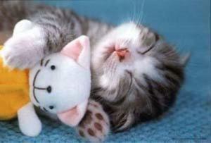 6296_a-cat-sleeping-with-a-toy-shiriny-18518907-500-339