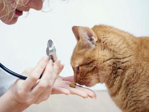 6296_catvet