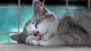 6296_stock-footage-cat-sleeping-by-pool