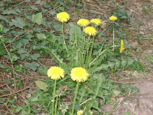 karahindi
