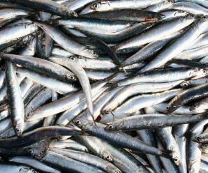 Karadeniz'de Yaşayan Başlıca Balık Türleri