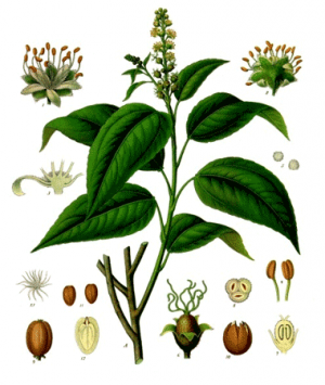 6392_croton_oil