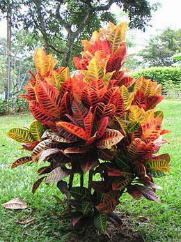 6392_kroton